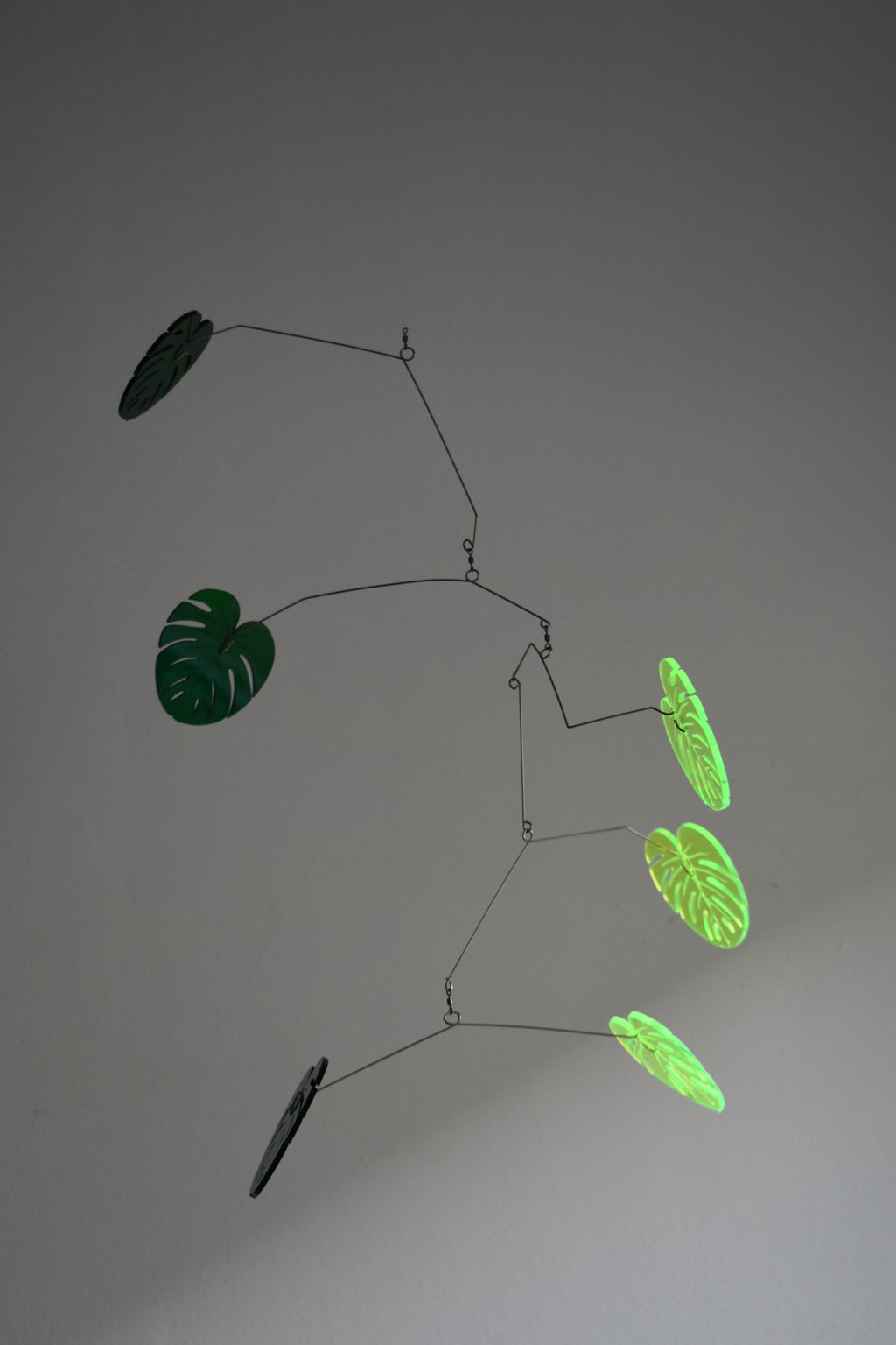 MONSTERA008