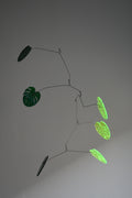 MONSTERA008