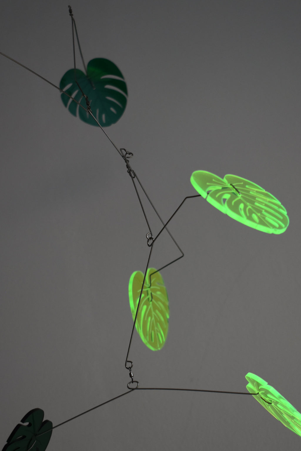 MONSTERA008