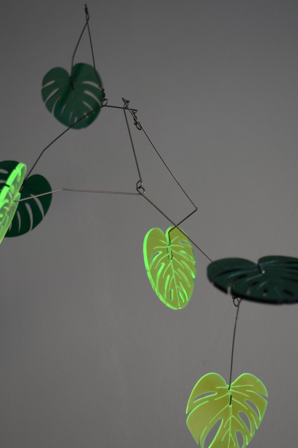 MONSTERA008