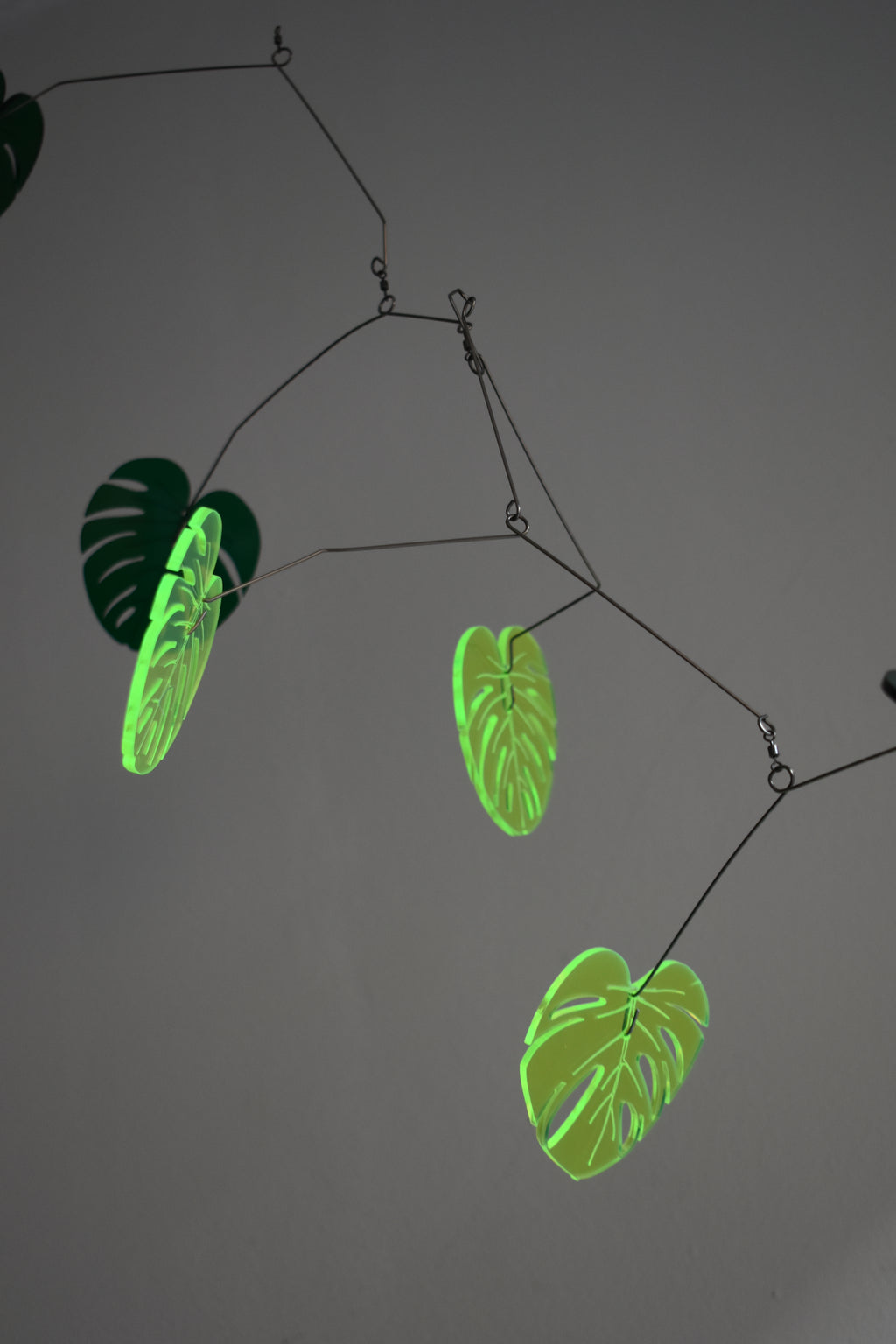 MONSTERA008